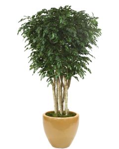 10' Ficus Tree in Glazed Dark Sand Stoneware Planter