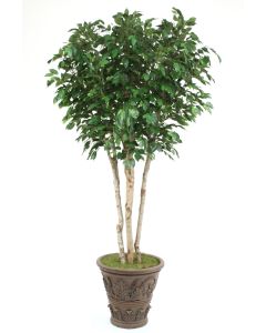 8' Ficus Tree in Cedarwood Finish Fiberglass Garden Planter