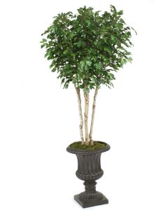 8' Ficus Tree in Rust Finish Resin Classic Urn