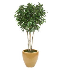 8' Ficus Tree in Glazed Dark Sand Stoneware Planter