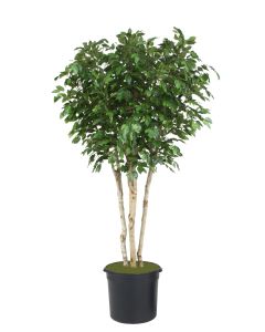 8' Ficus Tree in Black Plastic Nursery Liner