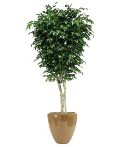9' Topiary Ficus Tree in Glazed Mocha Stoneware Pot