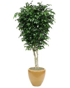 9' Topiary Ficus Tree in Glazed Dark Sand Stoneware Pot