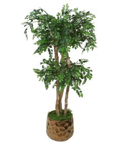  Ficus in Gold Gabbi