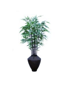 Black Bamboo in King Arthur Planter