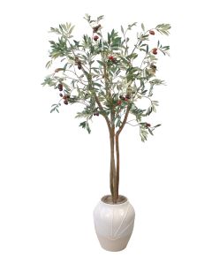 Olive Tree in White Planter