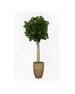 6' Fiddle Leaf Tree in Straw Grass Planter