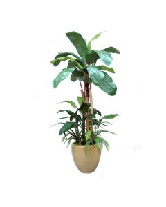 Banana Tree with Ground Cover in Sand Glazed Planter
