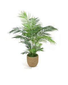 Areca Palm in Grass Basket