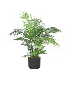 4' Areca Palm in Black Wash Charlie Planter