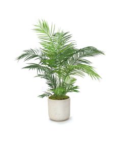 4' Areca Palm in Gray Wash Charlie Planter