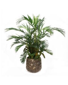4' Areca Palm in Bronze Planter