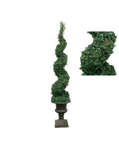 Irish Ivy Sprial Topiary in Urn