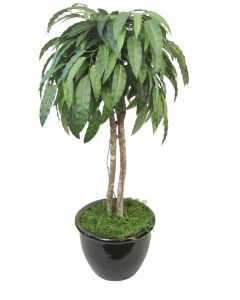 4' Mango Tree In Black Glazed Pot