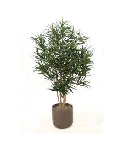 5.5 Dracaena Reflexa Anita in Brown Planter