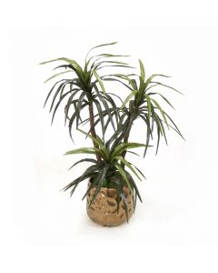 Yucca Tree in Gold Container