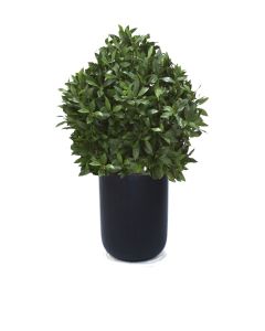 3.5' Sweet Bay Single Ball Topiary In Black Planter