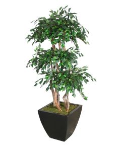 5' Ficus Tree in Square Planter