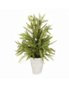 Fir Tree in White Pot