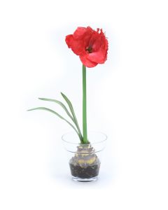 Red Amaryllis with Bulb in Glass Flower Pot