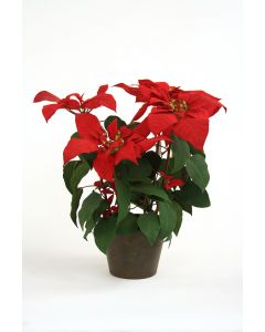 24" POTTED POINSETTIA