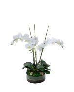 Waterlook® Cream White Phaleanopsis Orchids with Foliage in Low Round Glass Vase