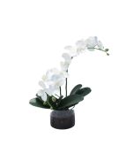 Waterlook® White Phaleanopsis Orchid in Clear Glass Cylinder