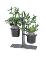 Succulent Garden in Glass with Iron Holder