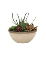 Succulent Garden in Glazed Tan Ceramic Oval Planter