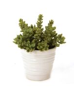 Succulents in White Format Vase