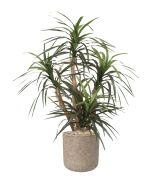 Dracaena Marginata in Gray Stone Charlie Planter