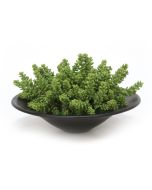 Succulents Garden in Round Bowl