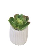 Succulent in Ribbed Vase