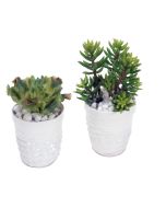 Succulent Garden in Layered Pot