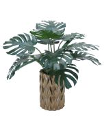 Cymbidium Foliage in Bronze Planter