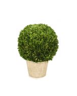 26" Round Boxwood in Terra Cotta Pot