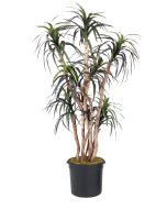 6.5' Dracaena Tree in Black Plastic Nursery Liner