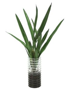 Orchid Plants in Ribbed Glass with Bark