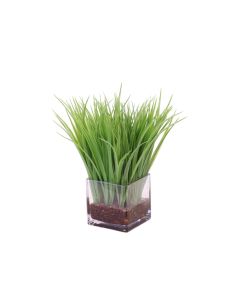 Grass in Glass Square Cube