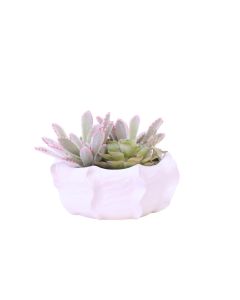 Panda Succulents with Hen and Chicken in Low White Planter