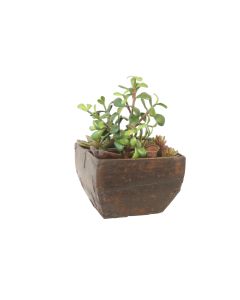 Jade Succulents with Hen and Chicken in Antique Wood Box