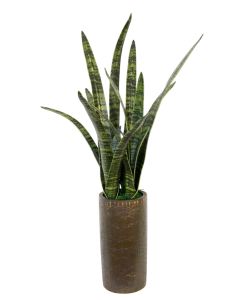 Green Sanseveria Plant in Tall Cylinder Vase