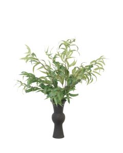 Eucalyptus in Black Container