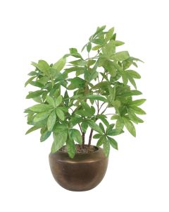 Money Tree in Bronze Floor Planter