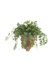 Mini Ivy Mixed with Pittosporum in Wall Hanger