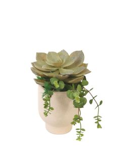 Starburst Succulent in Beige Planter