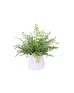 Maiden Hair and Fern in White Planter