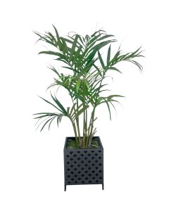6'  Kentia Palm in Metal Basket Weave Planter