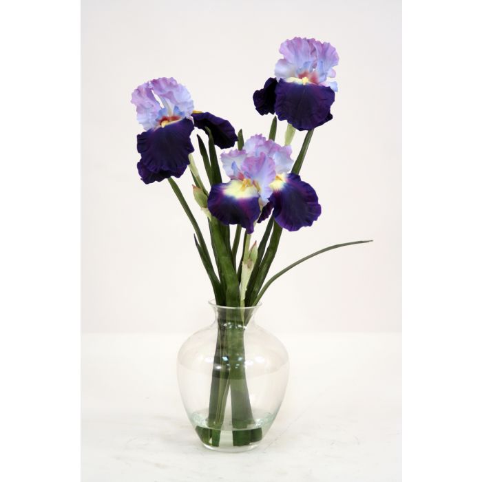 Waterlook Purple Blue Bearded Iris With Blades In Victoria Glass