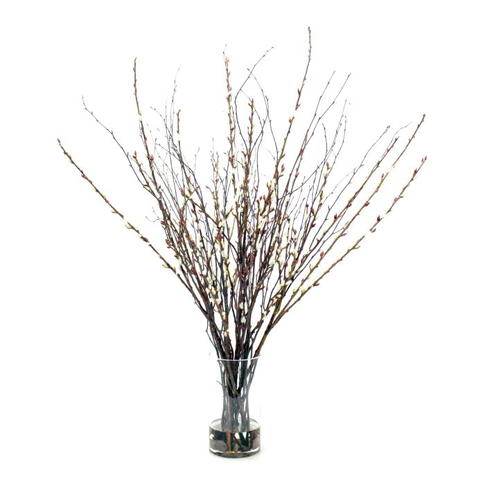 Waterlook® Birch, Pussy Willow Branches in Glass Cylinder - Distinctive  Designs